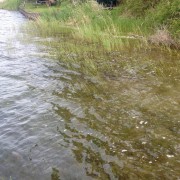 Clear water at St Mary Lake on Salt Spring Island