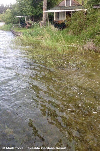 Clear water at St Mary Lake on Salt Spring Island