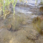 Clear water at St Mary Lake on Salt Spring Island