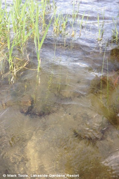 Clear water at St Mary Lake on Salt Spring Island