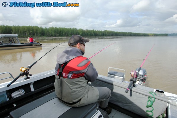 Chad Awaits for the Big Fraser River Sturgeon