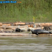 Fraser River Harbour Seal