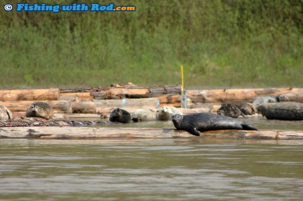 Fraser River Harbour Seal