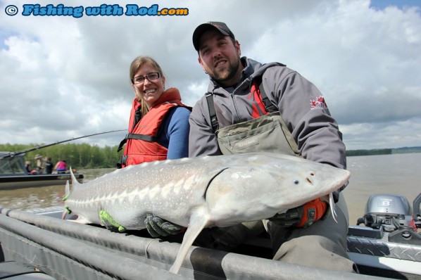 Fraser River White Sturgeon