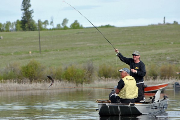 Jumpy Pennask Rainbow Trout