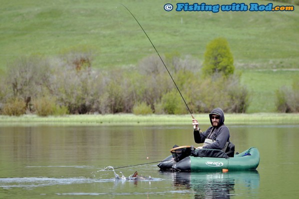 Fighting a Brook Trout