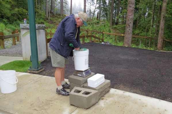 Weighing Coho Salmon Fry Prior to Release