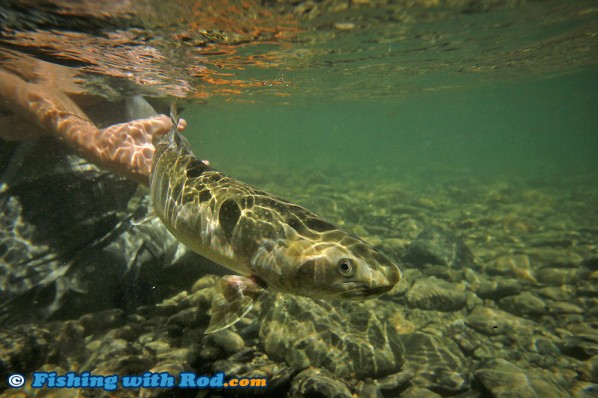 Skagit River Bull Trout