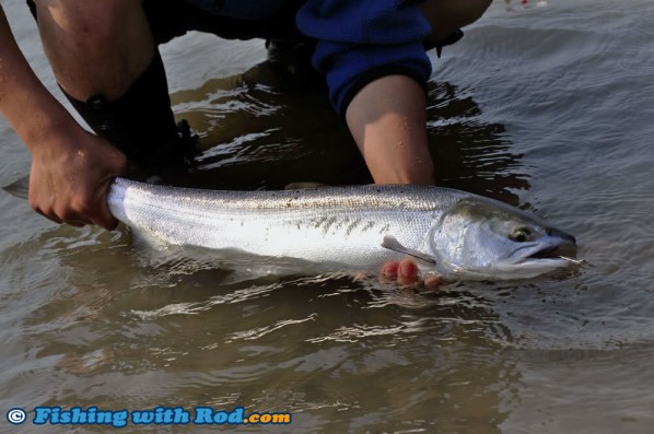 Fraser River Sockeye Salmon