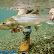 Skagit River Bull Trout