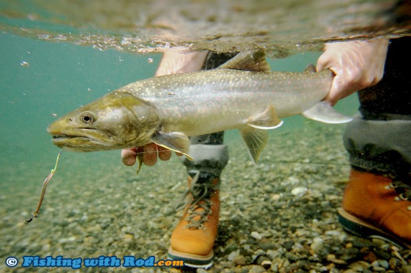 Skagit River Bull Trout