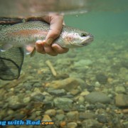 Skagit River Rainbow Trout