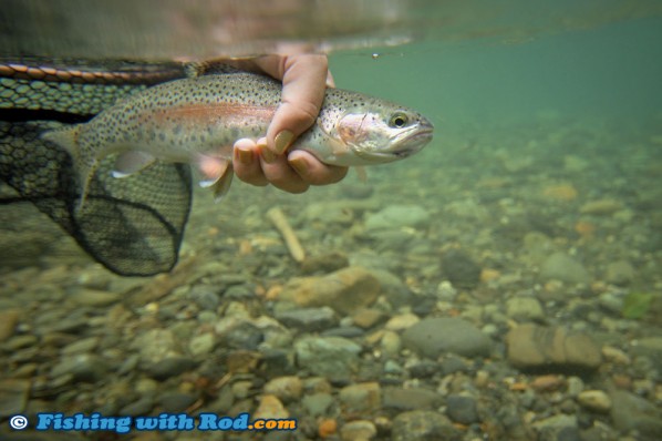 Skagit River Rainbow Trout