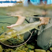 Skagit River Bull Trout