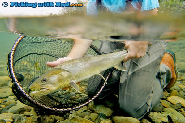 Skagit River Bull Trout