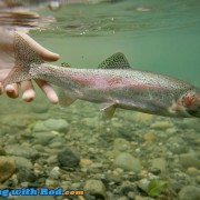 Skagit River Rainbow Trout