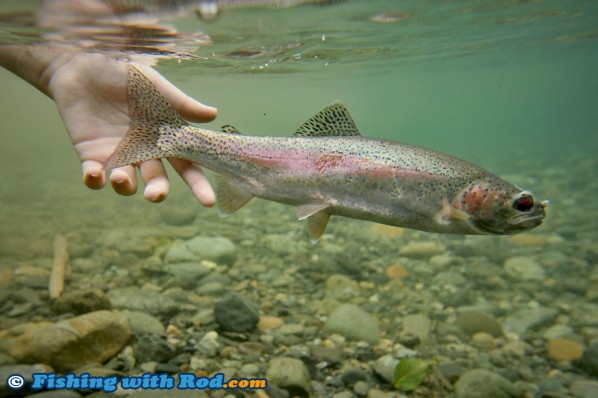 Skagit River Rainbow Trout