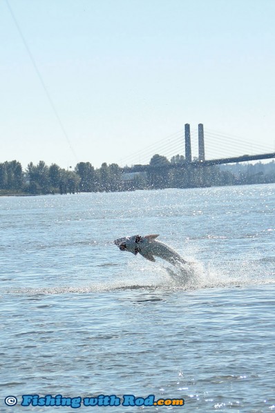 Sturgeon Jump!