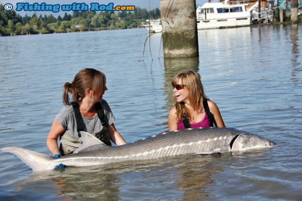 Lower Fraser white sturgeon caught by Nina and Kitty.