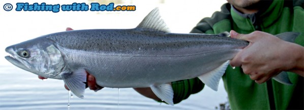 Fraser River Coho Salmon