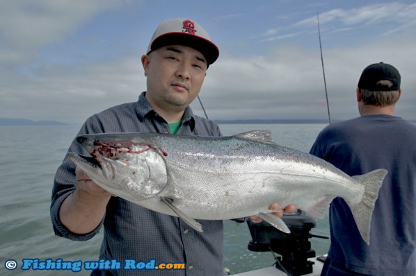 Fraser River Chinook Salmon