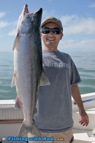 Nice Fraser River Sockeye Salmon