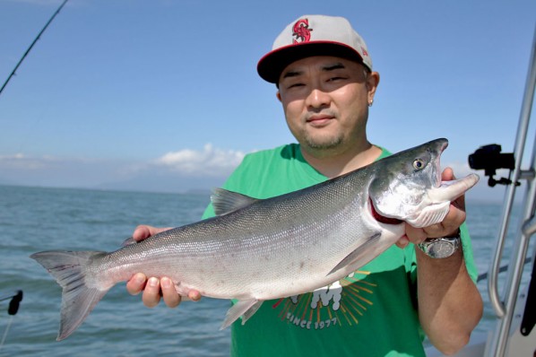 Another Fraser River Sockeye Salmon