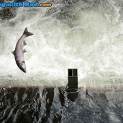 Salmon at Chilliwack River Hatchery