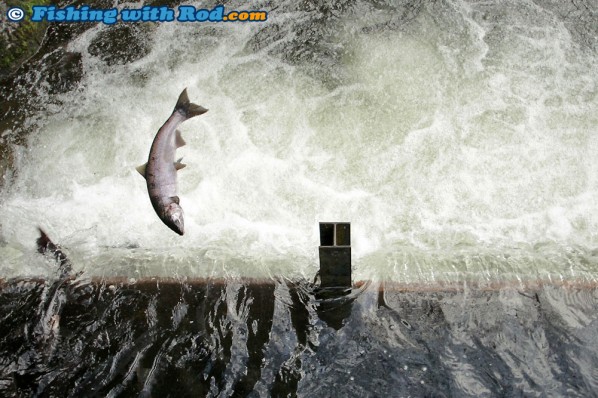 Salmon at Chilliwack River Hatchery