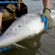 Fraser River white sturgeon