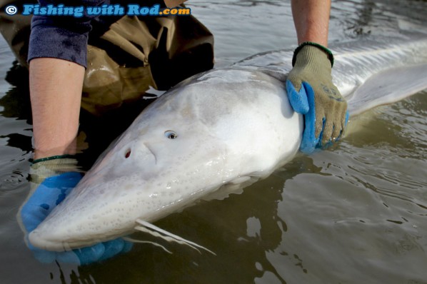 Fraser River white sturgeon