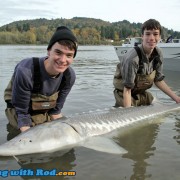 A beautiful Fraser River white sturgeon