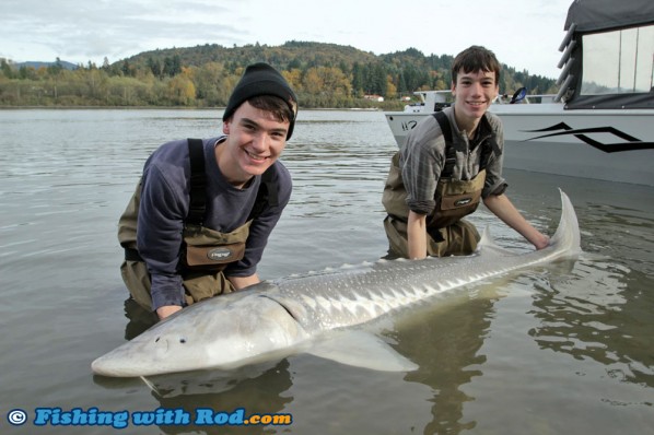 A beautiful Fraser River white sturgeon