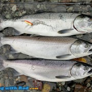Chilliwack River coho salmon