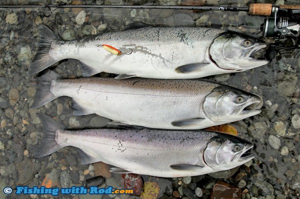 Chilliwack River coho salmon