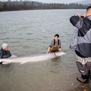 Carl and Alex’s biggest sturgeon, photo by Carl Smith