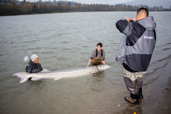 Carl and Alex's biggest sturgeon, photo by Carl Smith