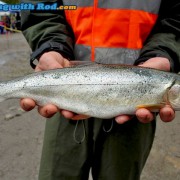 Cultus Lake coastal cutthroat trout