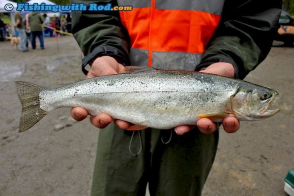 Cultus Lake coastal cutthroat trout