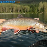 Ross Lake brook trout