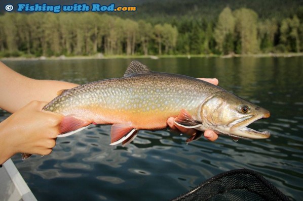 Ross Lake brook trout