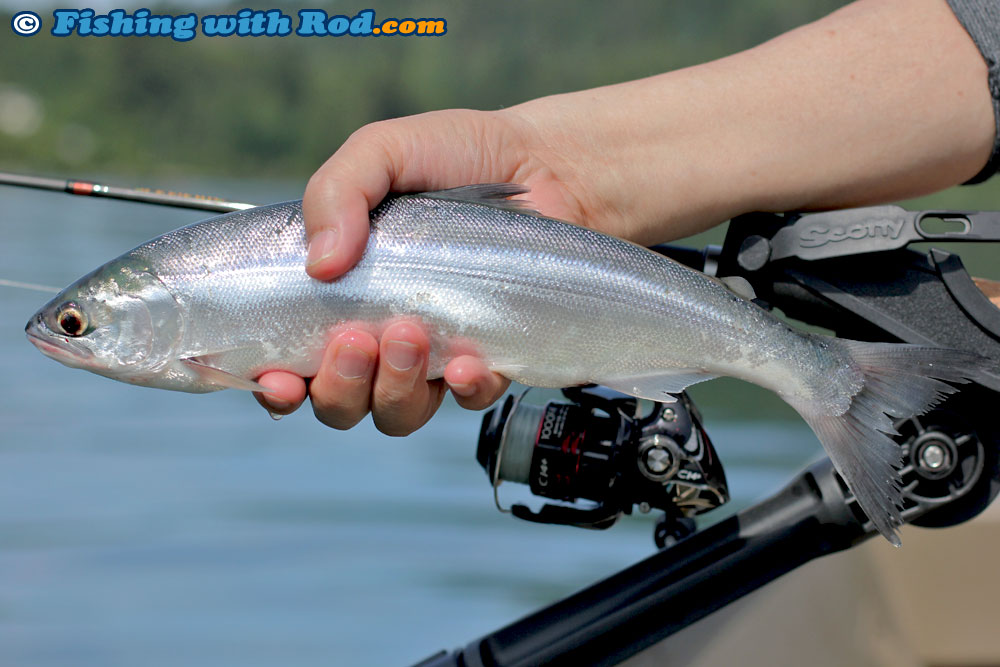 A Hot Kokanee Morning « Fishing with Rod Blog