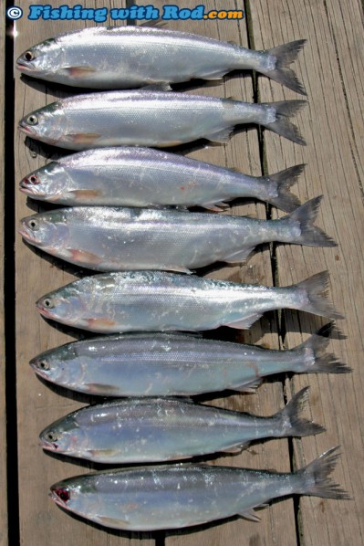 Kawkawa Lake Kokanee