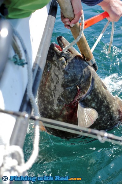 Gaffing and Roping the Halibut