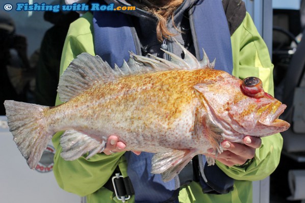 Rockfish