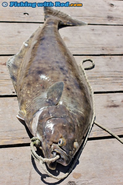 A "Chicken" Size Halibut