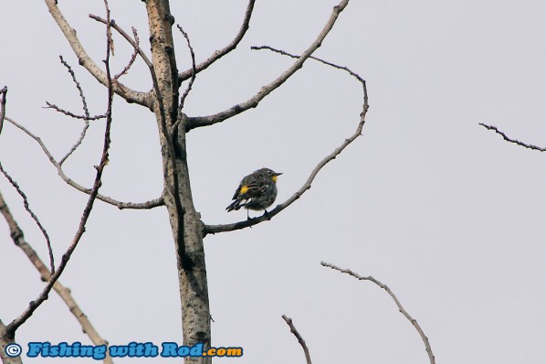 The Bird Life at Tunkwa Lake