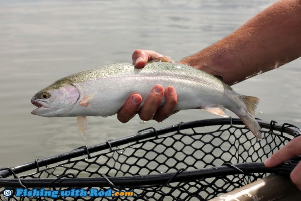 Tunkwa Lake Rainbow Trout