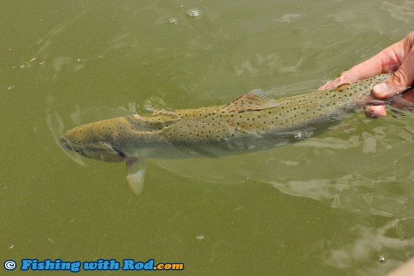 Releasing a Rainbow Trout