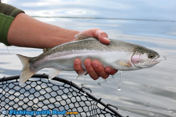 Tunkwa Lake Rainbow Trout